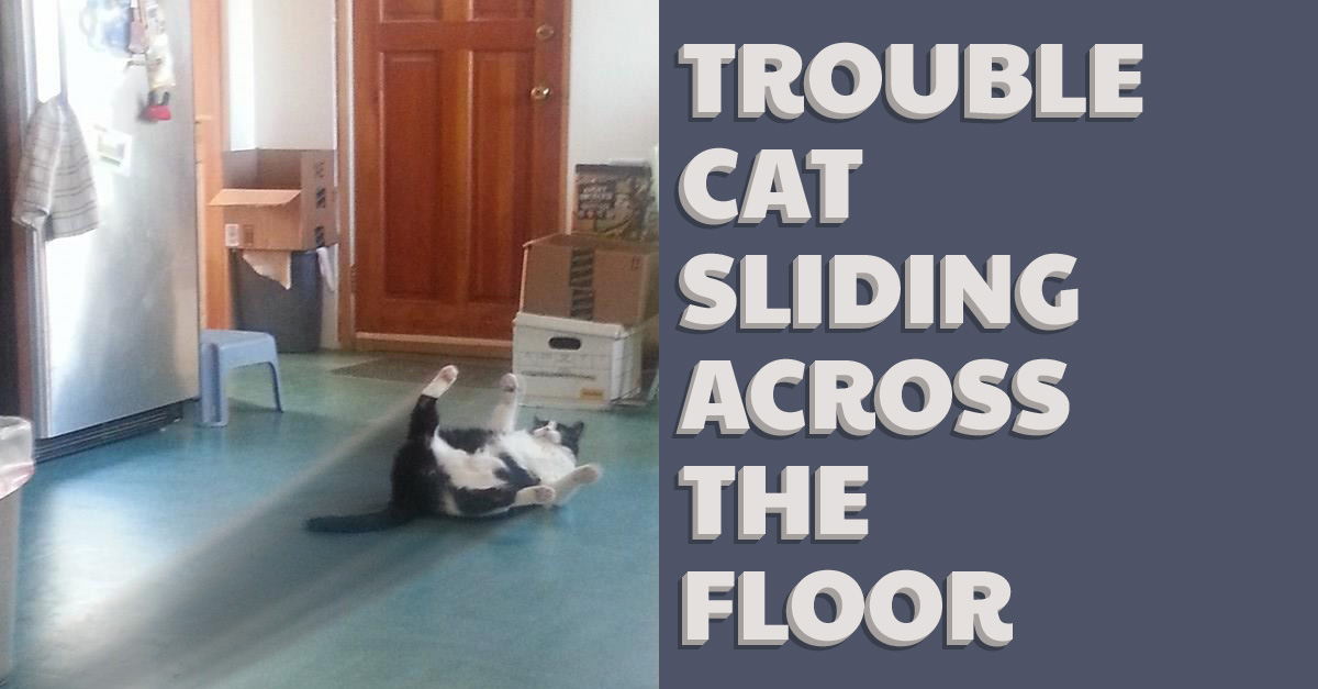 Trouble Cat Sliding Across The Floor